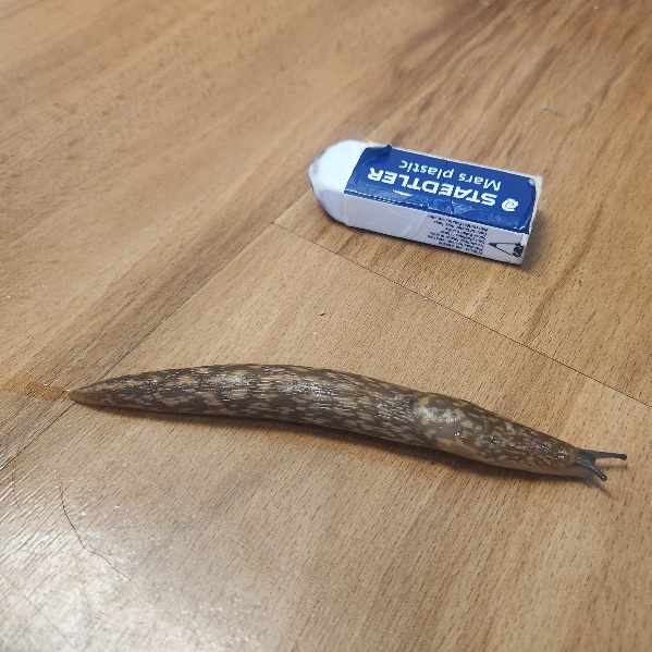 slug