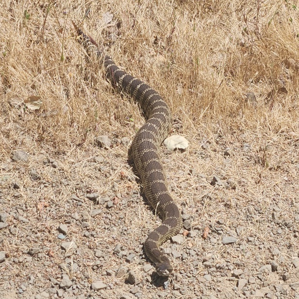 snake
