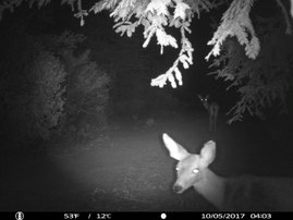trail cam