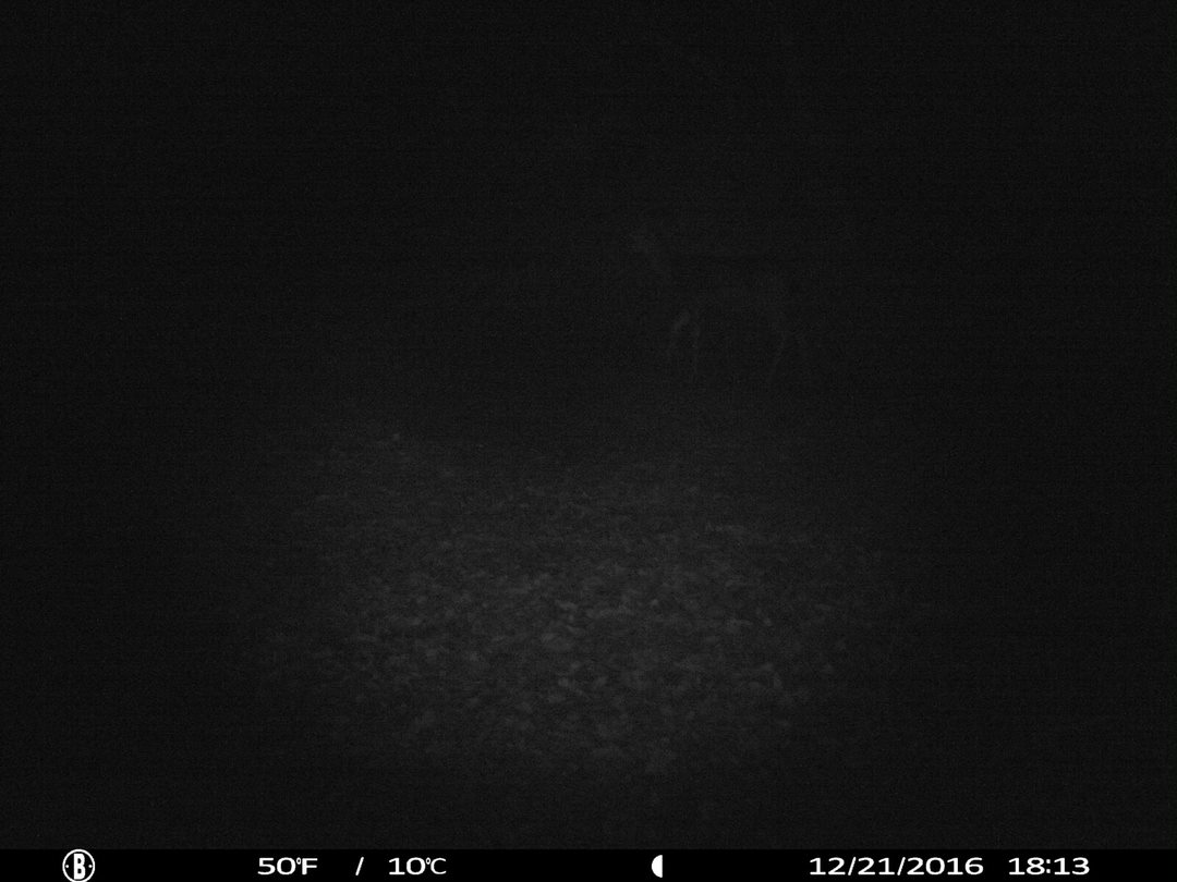 trail cam