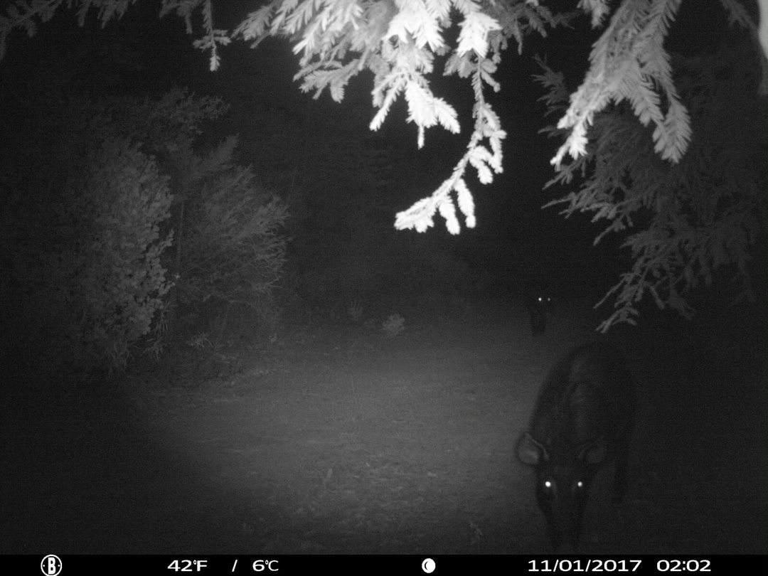 trail cam